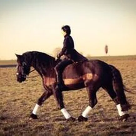 Larissa riding Tristan, a black Friesian, in an arena at sunset
