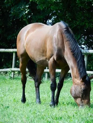 A bay horse grazing in a paddock by post and rail fencing