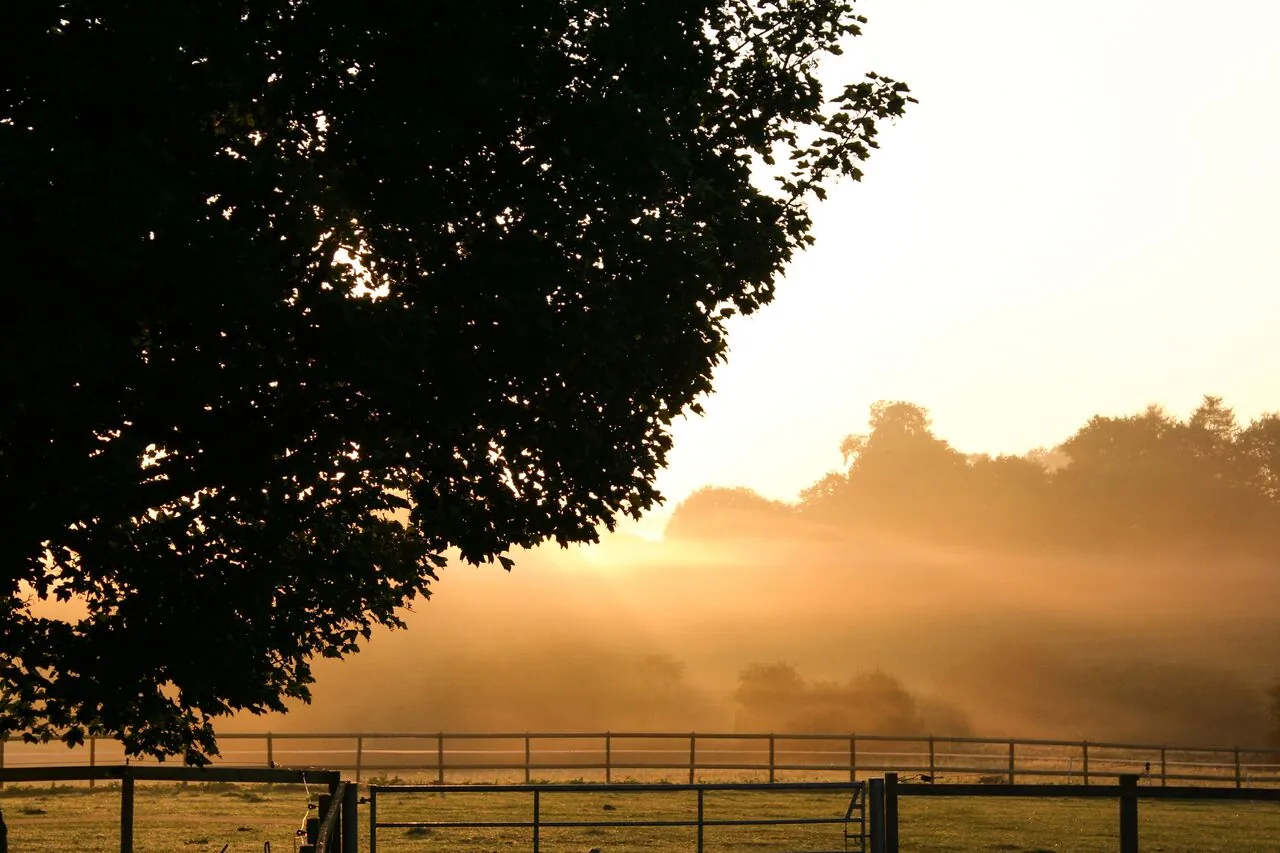 Sunrise over the paddocks, with mist and a large tree in silhouette
