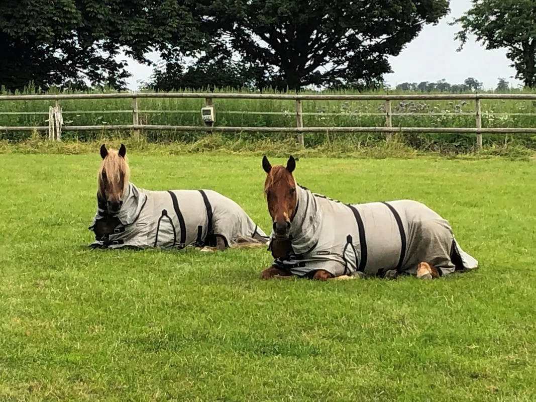 Two ponies in fly rugs lying down to rest in a paddock